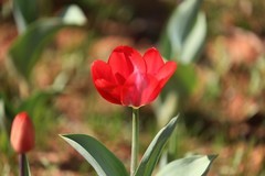 省森林植物园郁金香--2