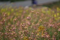 农大多彩油菜花试验田--4
