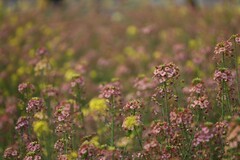 农大多彩油菜花试验田--4