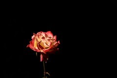 2026花卉植物赏析【3】