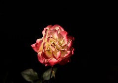 2026花卉植物赏析【3】