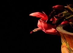 2026花卉植物赏析【3】