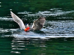 【视觉光影】明 湖 拍 鸟 （3）