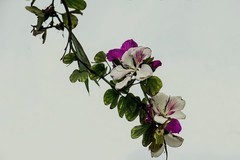 洋紫荆花（五）