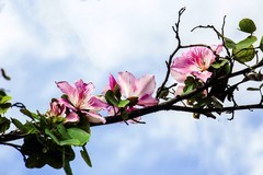 洋紫荆花（五）