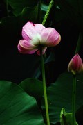 荷花     2026 — 1