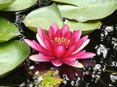 拍摄睡莲一8