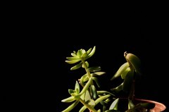 2026花卉植物赏析———多肉【2】