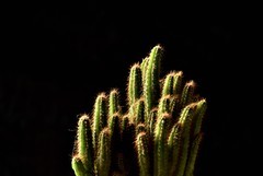 2026花卉植物赏析———多肉【2】