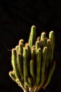 2026花卉植物赏析———多肉【2】