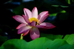 随拍——夏日荷香（二）
