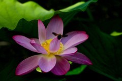 随拍——夏日荷香（二）