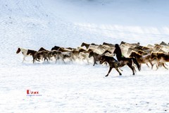 策马奔腾（117）