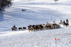 策马奔腾（117）