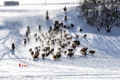 策马奔腾（117）