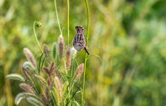 棕扇苇莺（七十四）