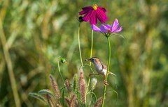 棕扇苇莺（七十四）