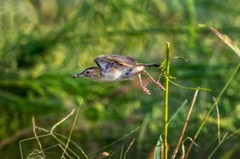 棕扇苇莺（七十四）