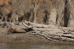 不死的胡扬--140