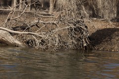 不死的胡扬--140