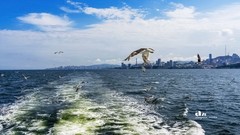 海参崴——艇上拍（11）