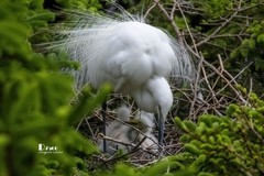 鹭岛里的白鹭（57）