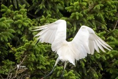 鹭岛里的白鹭（57）