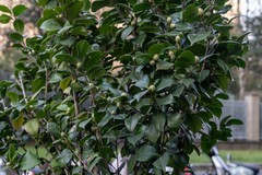 庐州印象（543）