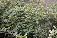 庐州印象（543）