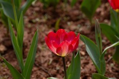 植物园拍郁金香 7