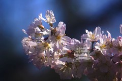 早樱3*汉口江滩——武汉随笔