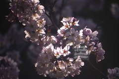 早樱3*汉口江滩——武汉随笔