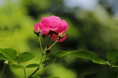 花卉(3)