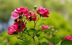 花卉(3)