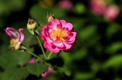 花卉(3)