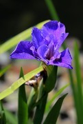 鸢尾花
