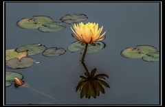 睡莲