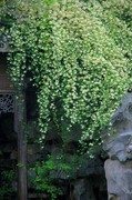 木香花