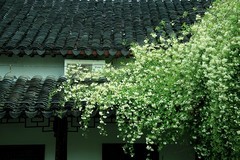 木香花
