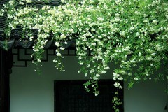 木香花