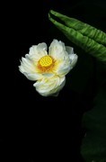 白荷花(2)