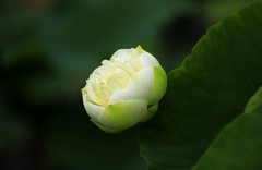 白荷花(2)