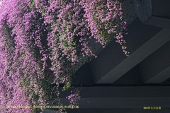 花城廣州之 高架橋（一）