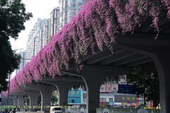 花城廣州之 高架橋（一）
