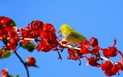 [26287] 植物园的绣眼