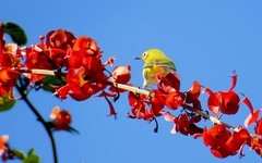 [26287] 植物园的绣眼