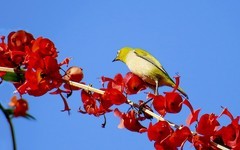 [26287] 植物园的绣眼