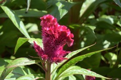 花花草草（四十四）—— 鸡冠花