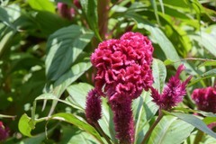 花花草草（四十四）—— 鸡冠花