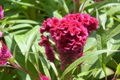 花花草草（四十四）—— 鸡冠花